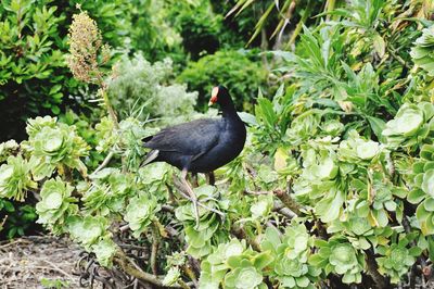 Black bird on leaves