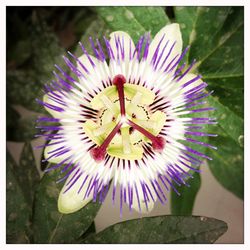 Close-up of purple flowers blooming