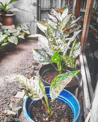 Flower plants growing outdoors