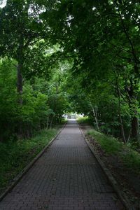 Road amidst trees against sky