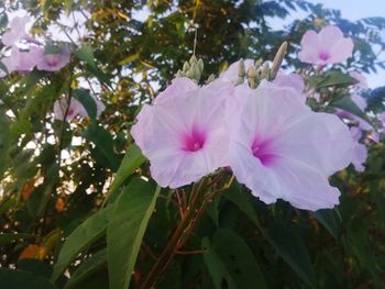 Close-up of pink flowering plant