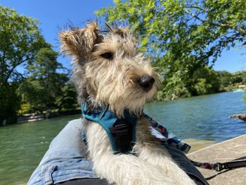 Dog on the lake