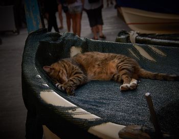 Cat sleeping on seat