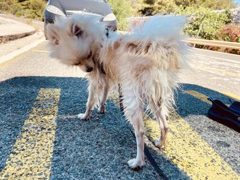 Dogs on street