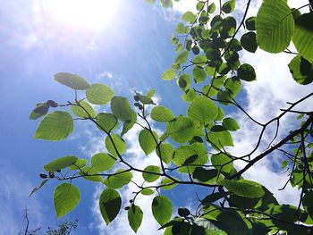 Low angle view of trees against sky