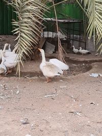 Birds on a field