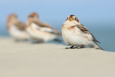 Close-up of bird perching on the beach