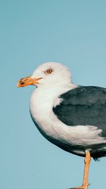 Low angle view of bird perching against clear sky