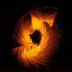 Close-up of orange flower