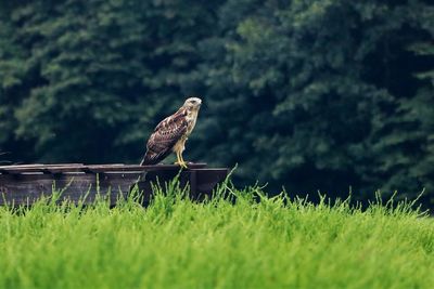 Close-up of owl perching on grass