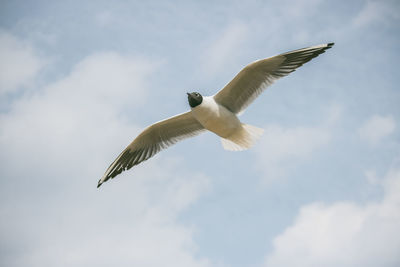 Low angle view of seagull flying in sky