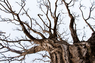 Low angle view of bare tree against sky