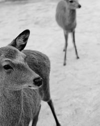 Close-up of deer on field