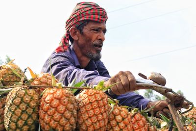 Closeup of farmer carrying pineapple by bicycle 