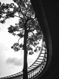 Low angle view of tree against sky