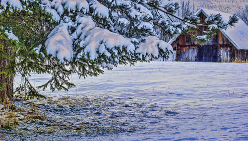 Snow covered trees in winter