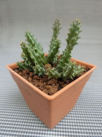 Close-up of potted plant on table