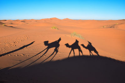 View of people riding in desert