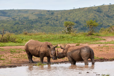 Two white rhinos standing in the water