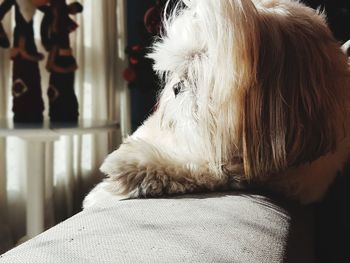 Close-up of dog relaxing at home