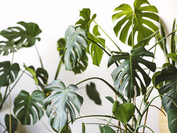 Low angle view of plants against white background