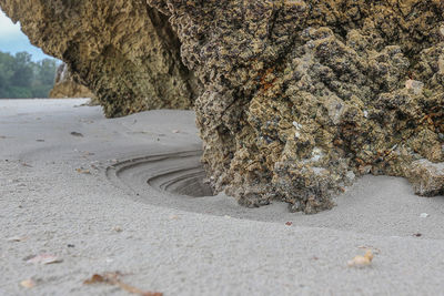 Close-up of tree by road
