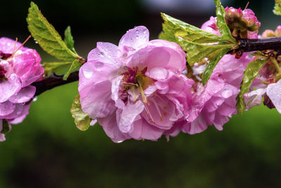 Close-up of water drops on pink rose flower