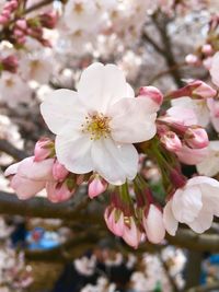 Close-up of white flowers blooming on tree