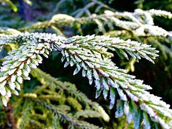 Close-up of snow covered plants