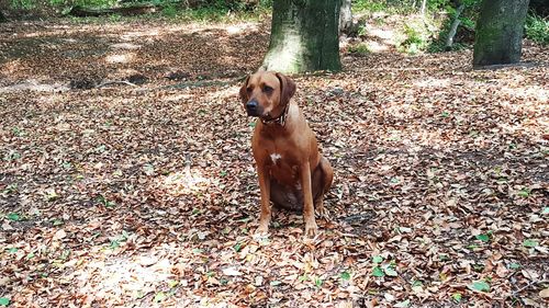 Close-up of dog on field during autumn