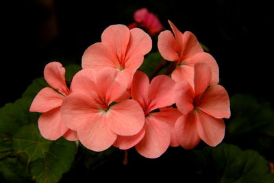 Close-up of pink flowers against black background