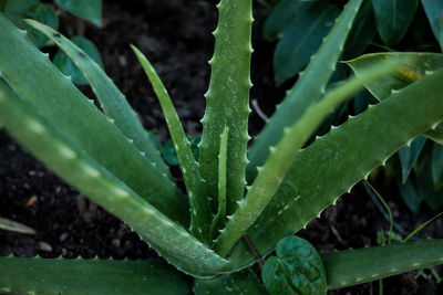 High angle view of wet succulent plant