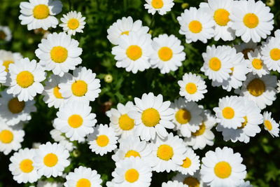 Close-up of white daisy flowers