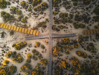 High angle view of plants on land