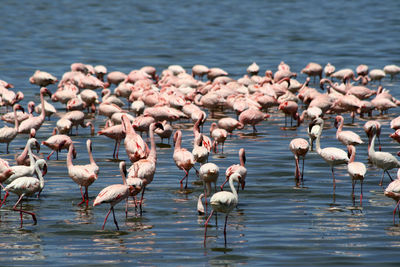 Flock of birds in lake