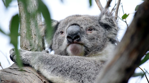 Close-up of koala on tree