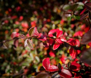 Close up of red flower