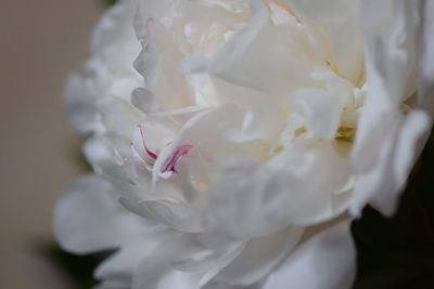 Close-up of white flower