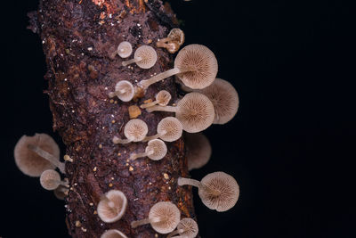 Close-up of mushrooms on tree trunk against black background