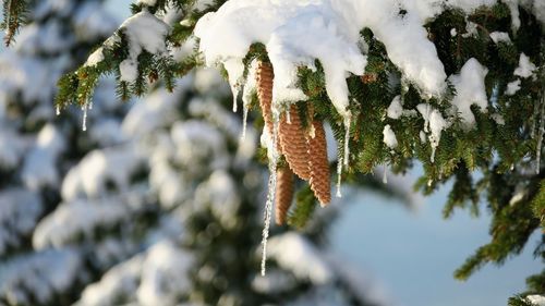 Close-up of frozen trees during winter