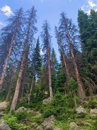 Low angle view of pine trees in forest