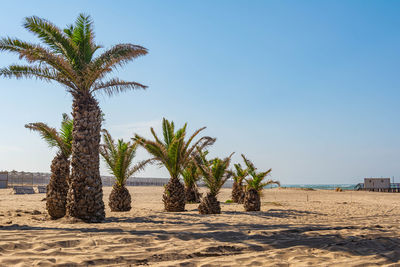 palm tree