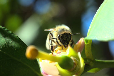 Close-up of bee pollinating on flower