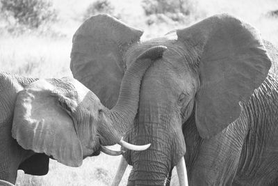 Baby and mother elephants