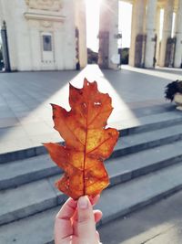 Person holding maple leaf during autumn