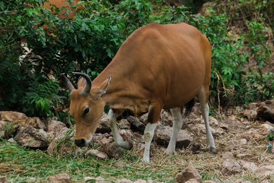 Banteng was eating a young grass, a young bamboo leaf