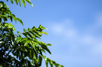 Low angle view of plant against clear blue sky