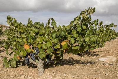 View of vineyard against sky