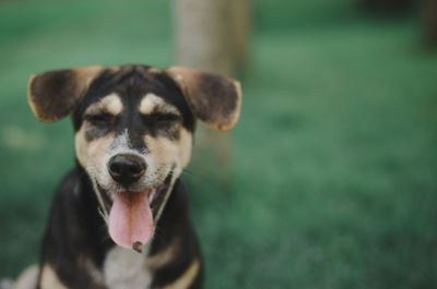 Close-up portrait of a dog