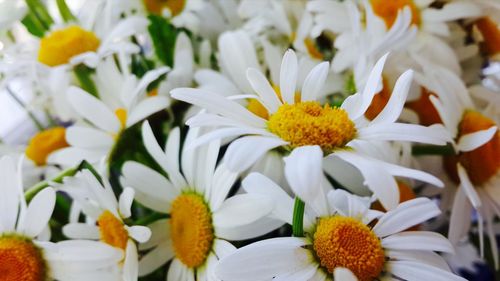 Close-up of fresh white daisy flowers